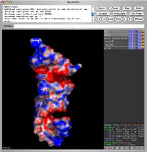 Rna surface apbs.png